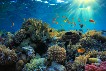 Explore beautiful coral reefs in the Florida Keys with SeaVision prescription dive masks
