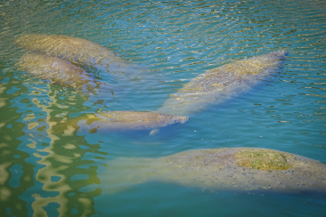 Manatees are popular marine life when diving in the florida keys 