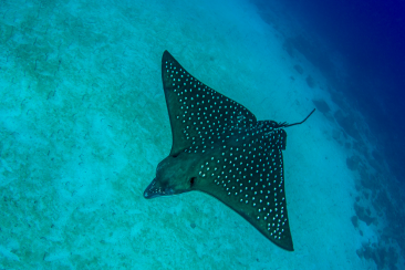 Stunning marine life to explore in Mexico with your seavision prescription dive mask